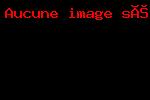 papillon_nik48