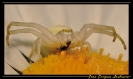 Insectes divers_100