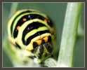 Insectes divers_101