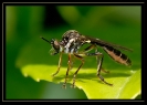 Macros