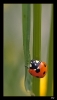 Insectes divers_104