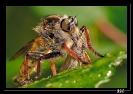 Insectes divers_105