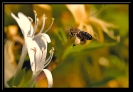 Insectes divers_106