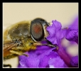 Insectes divers_107