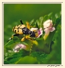 Insectes divers_109