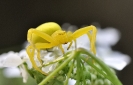 Insectes divers_10