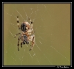 Insectes divers_110