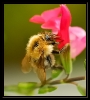 Insectes divers_111