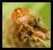 Insectes divers_112