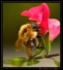 Insectes divers_113