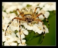 Insectes divers_114