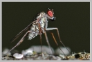 Insectes divers_115