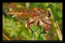 Insectes divers_117