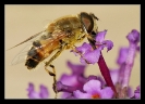 Insectes divers_118