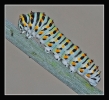 Insectes divers_119