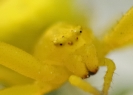 Insectes divers_11