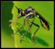 Insectes divers_120