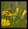 Insectes divers_122