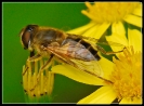 Insectes divers_123