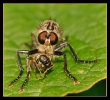Insectes divers_124