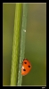 Insectes divers_125