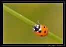 Insectes divers_126