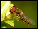 Insectes divers_127