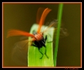 Insectes divers_128