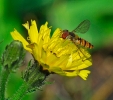 Insectes divers_129