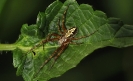 Insectes divers_12