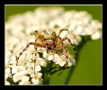 Insectes divers_130