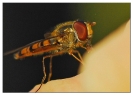 Insectes divers_131