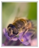 Insectes divers_132
