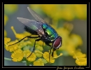 Insectes divers_133