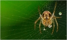 Insectes divers_134
