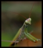 Insectes divers_135