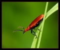 Insectes divers_136