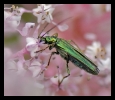 Insectes divers_137