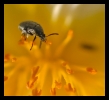 Insectes divers_138
