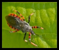 Insectes divers_139