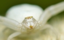  Insectes divers