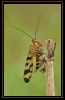 Insectes divers_140