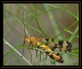 Insectes divers_141
