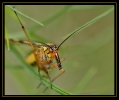 Insectes divers_142