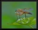 Insectes divers_143