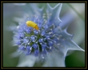 Insectes divers_144