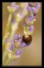 Insectes divers_145