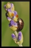 Insectes divers_146