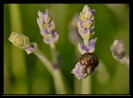 Insectes divers_147