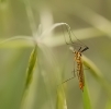 Insectes divers_148